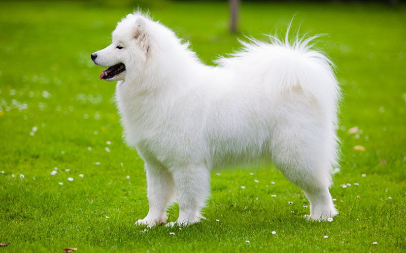 cho-samoyed