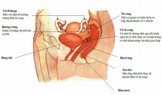 Tầng sinh môn là một bộ phận trên cơ thể phụ nữ, tuy nhiên nó nằm ở đâu thì không phải ai cũng biết và hiểu rõ. Bài viết dưới đây sẽ giúp bạn hiểu rõ hơn về tầng sinh môn. Tầng sinh môn nằm ở vị trí nào? Tầng sinh môn nằm ở đâu là thắc mắc của nhiều người Tầng sinh môn (bộ phận sinh dục nữ) là một hệ thống sinh lí trong cơ thể người phụ nữ. Cơ quan này chính là phần mô nằm giữa hậu môn và âm đạo có độ dày khoảng 4 - 5cm. Nếu cơ quan sinh dục nam nằm ở bên ngoài thì cơ quan sinh dục nữ nằm khuất phía dưới, được che khuất bởi phần trên của hai đùi. Cấu tạo của tầng sinh môn Tìm hiểu về cấu tạo bạn sẽ biết rõ tầng sinh môn nằm ở đâu? Tầng sinh môn gồm tất cả các phần mềm cân, cơ, dây chằng bịt lỗ dưới khung chậu. Tầng sinh môn gồm có 3 tầng: Tầng sâu, tầng giữa. tầng nông. Mỗi tầng gồm có cơ và được bao bởi một lớp cân riêng. – Tầng sâu: Gồm cơ nâng hậu môn và cơ ngồi cụt được bao bọc bởi hai lá cân của tầng sinh môn sâu. – Tầng giữa: Gồm cơ ngang sâu và cơ thắt niệu đạo, cả hai cơ đều nằm ở tầng sinh môn trước và được bao bọc bởi hai lá cân tầng sinh môn giữa. – Tầng nông: Gồm năm cơ (cơ ngang nông, cơ hành hang, cơ ngồi hang, cơ khít âm môn và cơ thắt hậu môn) trong đó có cơ thắt hậu môn nằm ở tầng sinh môn sau, 4 cơ còn lại nằm ở tầng sinh môn trước. Chức năng của tầng sinh môn Tầng sinh môn trong cơ thể người phụ nữ thực hiện chức năng bảo vệ, nâng đỡ các cơ quan trong vùng chậu như âm đạo, trực tràng, bàng quang và tử cung. Đặc biệt, tầng sinh môn có chức năng quan trọng trong việc duy trì nòi giống, thực hiện quá trình thụ thai và sinh nở. Do trải qua quá trình sinh nở nên tầng sinh môn của chị em thường bị giãn nở hoặc rách, tổn thương và chùng nhão. Điều này không chỉ làm vùng kín của chị em thiếu thẩm mỹ mà còn gây ảnh hưởng đến chất lượng đời sống sinh hoạt vợ chồng như đau rát khi quan hệ, không có cảm xúc chăn gối. Thậm chí, nhiều chị em đã bị rơi vào tình trạng buồn phiền, lo lắng, lãnh cảm,…ảnh hưởng trầm trọng đến hạnh phúc hôn nhân gia đình. Thẩm mỹ tầng sinh môn ở đâu an toàn, hiệu quả? Hiện nay rất nhiều bệnh viện, cơ sở thẩm mỹ có thể thực hiện thẩm mỹ tầng sinh môn, tuy nhiên trước khi lựa chọn bạn cần tham khảo thông tin, địa chỉ uy tín để đảm bảo quá trình thực hiện an toàn, hiệu quả. Thẩm mỹ tầng sinh môn là một trong những dịch vụ giúp chị em lấy lại vẻ đẹp cho vùng kín Thẩm mỹ tầng sinh môn tại Bệnh viện Thu Cúc là dịch vụ được rất nhiều chị em tin tưởng, lựa chọn. Tại Thu Cúc, thẩm mỹ tầng sinh môn bao gồm các phương pháp thu nhỏ âm đạo, tạo hình môi lớn, môi bé và trẻ hóa tầng sinh môn bằng Laser giúp khắc phục mọi yếu tố, cho vùng kín gọn gàng, âm đạo nhỏ như thời son trẻ, đồng thời xóa bỏ các sẹo xấu do sinh đẻ, đây là một trong những giải pháp an toàn giúp chị em tự tin hơn trong đời sống tình dục.