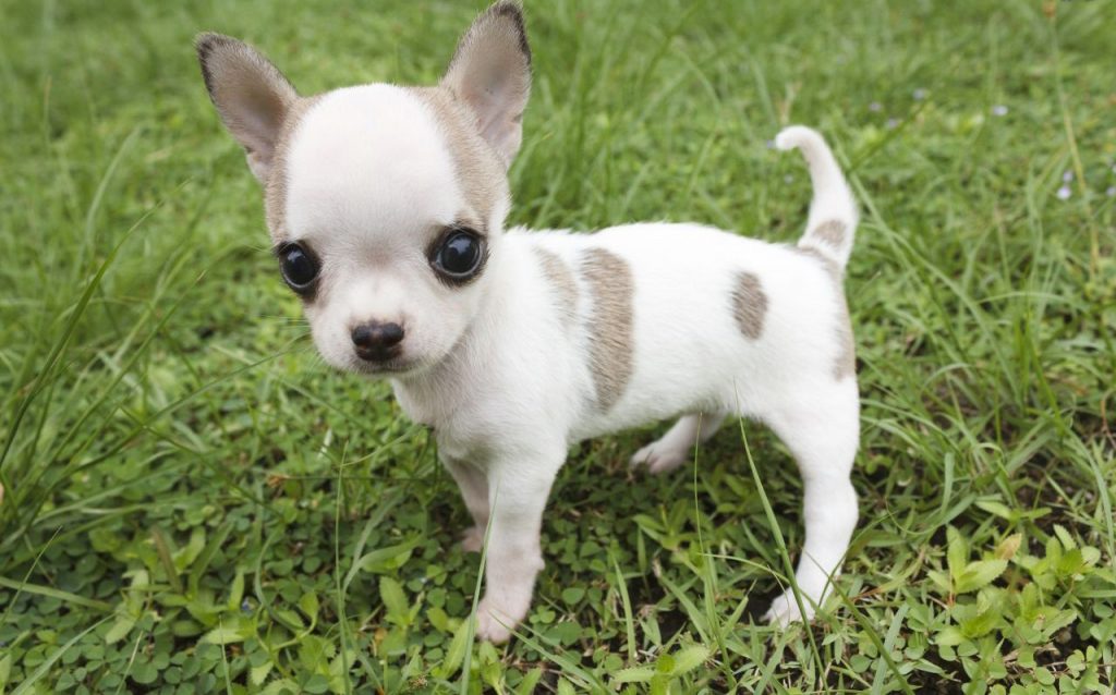 giong-cho-Chihuahua-mini