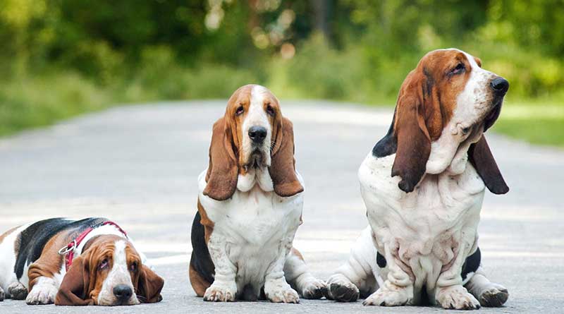 cho-basset-hound-it-rung-long