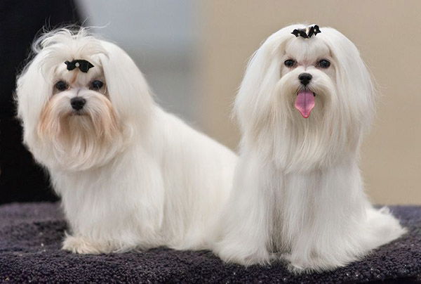 giong-cho-maltese