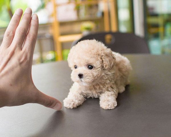 teacup-poodle-long-xu