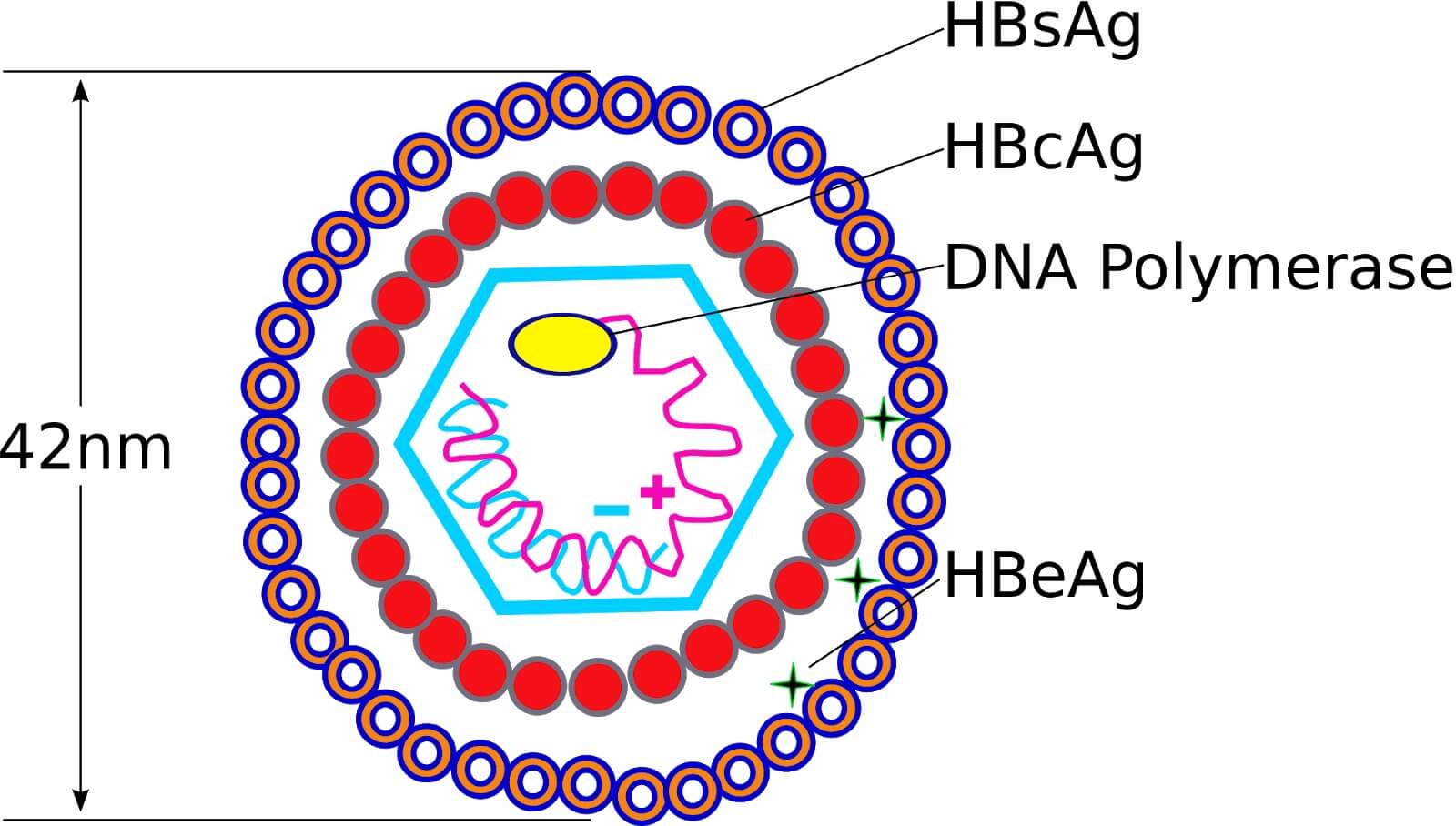 Kiểm tra định lượng HBsAg