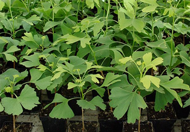 Thuốc Bổ não Ginkgo Biloba Maruman  Với sự tham gia các thành phần lá bạch quả, lecinthin đậu nành, DHA chiết xuất từ dầu cá , giải quyết lưu thông khí huyết, để máu có thể di chuyển trên các cơ quan trong cơ thể, 