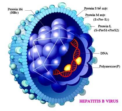 Virus gây ra viêm gan B